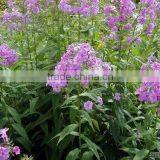Annual Phlox , Phlox, Flower Seeds , Herb Seed,vegetalbe Seed,fruit Seed,grass Seed thumbnail-4