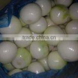 2014 New Crop Fresh Onion Peeled Onion thumbnail-1