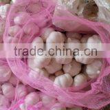 Fresh Garlic thumbnail-6