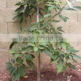 Persea Americana, Avocado thumbnail-1