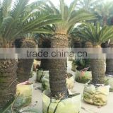 Ornamental plant for cycas revoluta from China