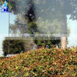 Transparent Water Supply 4 mm to 6 mm Pattern Glass