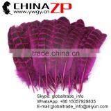 CHINAZP Feather Good Quality Cheap Colored Fuchsia Ringneck Pheasant Tip Feather thumbnail-1