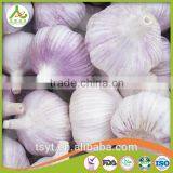 Fresh Garlic Natural thumbnail-2
