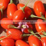 Goji Juice Concentrates (Wolfberry Juice Concentrate) thumbnail-4