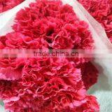 Carnation Cut Flowers thumbnail-2