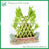Indoor Decoration Pyramid Shaped Lucky Bamboo Plant thumbnail-4