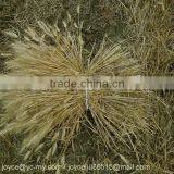 Mini Rice & Wheat Reaper Binder/wheat Reaper Binder Machine/mini Rice and Wheat Cutting Machine thumbnail-5