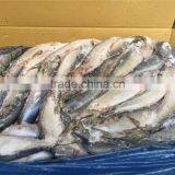 Pacific Mackerel for Bait thumbnail-3