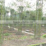 Lagerstroemia Indica Tree Small Chinese Letter Gourd and Bottle Shape Plants thumbnail-4