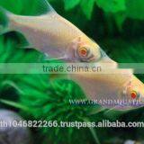 Albino Tinfoil Barb Fish For Sale / Aquarium Fish Farm thumbnail-3