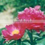 Herbaceous Peony Plant Root Chun Hong Jiao Yan thumbnail-1