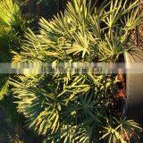 Trithrinax Campestris Palm Tree thumbnail-4