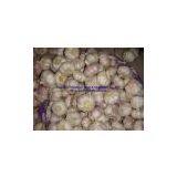 Normal White Garlic 5.0-6.0cm thumbnail-2