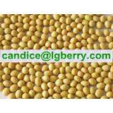 Isolate Soya Protein(NON-GMO Soybean) thumbnail-1
