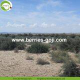 Factory Hot Sale Dried Black Wolfberry thumbnail-3