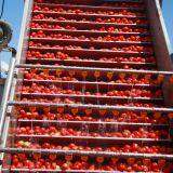 2019 Crop Tomato Paste thumbnail-4