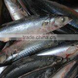 EU Approved Frozen Mackerel thumbnail-1