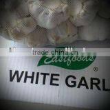 2014 New Fresh Garlic thumbnail-5