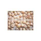 China Traditional Chickpea thumbnail-1