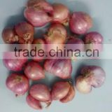 Janda Onion Suppliers From India