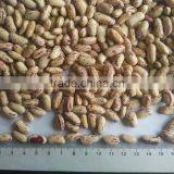 2016 Light Speckled Kidney Bean thumbnail-2