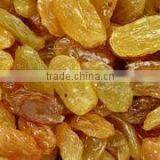 Golden Raisin thumbnail-6