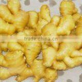 China Spice Vegetable of Fresh Ginger in Hot Sale thumbnail-5