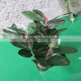 High Imitation Artificial Ficus Elastic Plant thumbnail-6