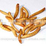 Canned Freeze Drying Mealworms thumbnail-2