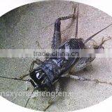 Microwave Dried Crickets for Pet Birds Food Wholesale thumbnail-1