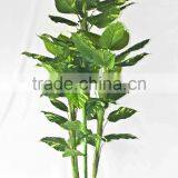 Wholesale Outdoor Use Potted Plants thumbnail-5