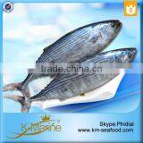 Natural Food Sea Frozen Sarda Tuna Fish thumbnail-2