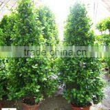 Ficus Panda Christmas Tree ( Cone Shape) 230cm High thumbnail-3
