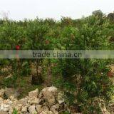 Callistemon Viminalis Callistemon Rigidus thumbnail-3