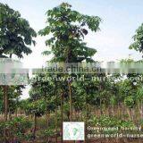 Markhamia Lutea thumbnail-1