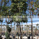 Citrus Aurantium thumbnail-2