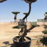 Olea Europaea "Pompon"old Skin Trunk thumbnail-6