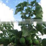 Jatropha Curucs Extract thumbnail-4