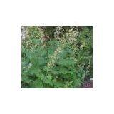 Macleaya Cordata Extract thumbnail-1