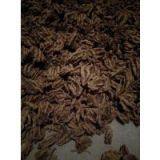 Supply of Medicinal Materials in Western Hubei Mountain Area Treasure Chicken Feet Coptis Zadeh Super Series Rare Traditional Chinese Medicinal Materials thumbnail-3