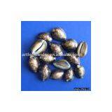 Sea Shell, Seashell thumbnail-1