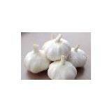 Fresh Chinese Garlic thumbnail-2