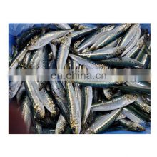 Sardinops Melanostictus sardine WR for processing sardine bait