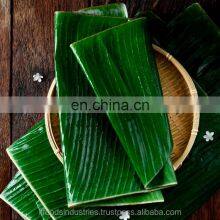 Banana Leaves (Musa Paradisiaca L.) thumbnail-1