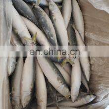 IQF Frozen Pacific Mackerel Fish Yellow Tail Pacific Mackerel thumbnail-5