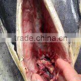 Frozen Gutted Mahi-mahi Fish Clean Fish thumbnail-4