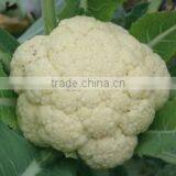 Fresh Cauliflower thumbnail-2