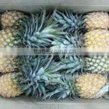 Organic Fresh Pineapples Phu Lae Variety thumbnail-1