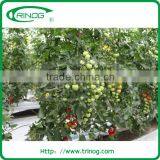 NFT Hydroponics Cultivation System for Herbs thumbnail-3